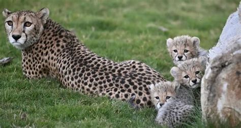 Saudi Arabia welcomes birth of four cheetah cubs after 40 years .